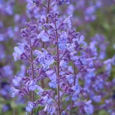 Котовник КИТ КЭТ фассена в Гомеле