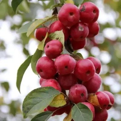 Яблоня РЕД ОБЕЛИСК колонновидная в Гомеле