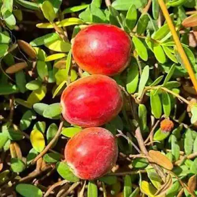 Клюква БАИН 6 в Гомеле