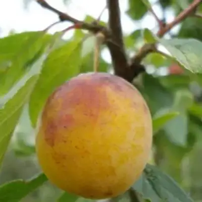 Слива ЯХОНТОВАЯ в Гомеле