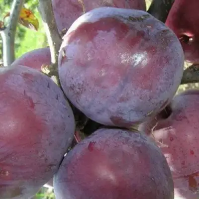 Слива ПАННА в Гомеле