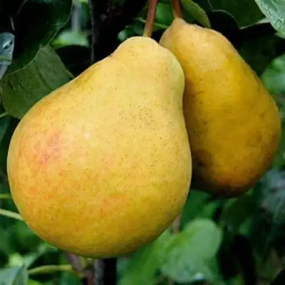 Груша ВЕЛИКАЯ ЛЕТНЯЯ (БОЛЬШАЯ ЛЕТНЯЯ) в Гомеле