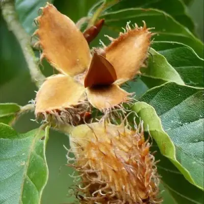 Бук обыкновенный в Гомеле