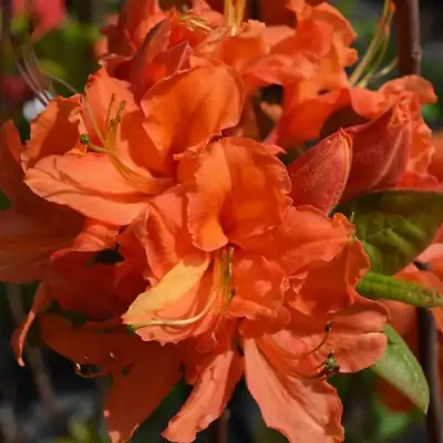 Азалия МАНДАРИН ЛАЙТС листопадная в Гомеле