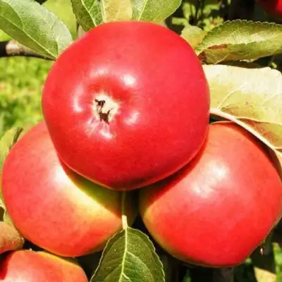 Яблоня СЯБРЫНА в Гомеле