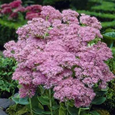 Очиток (седум) БРИЛЛИАНТ в Гомеле