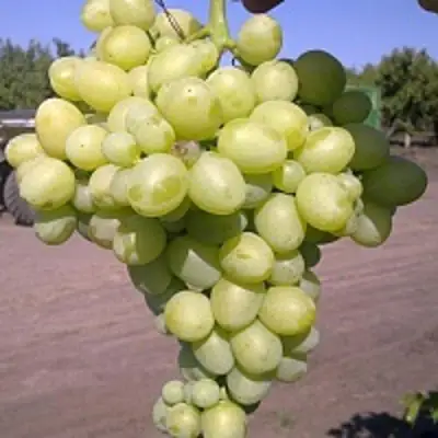 Виноград АРКАДИЯ в Гомеле