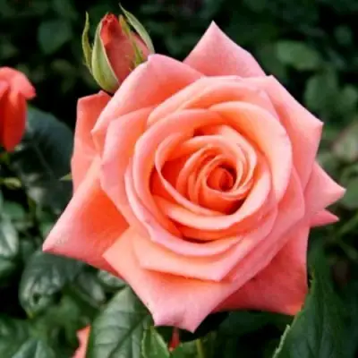 Роза ВАУ чайно-гибридная в Гомеле