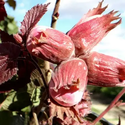 Фундук АЛЫЙ ПАРУС в Гомеле