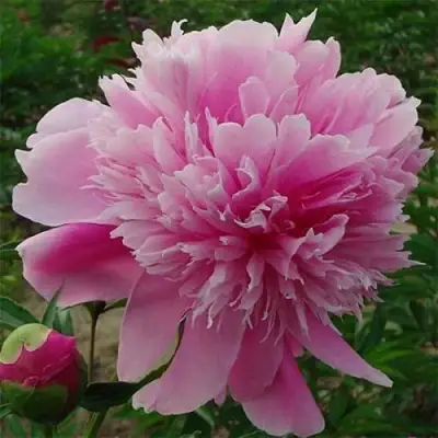 Пион ГОЛУБАЯ ХРИЗАНТЕМА травянистый в Гомеле