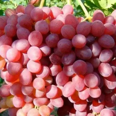 Виноград КИШМИШ КРАСНЫЙ в Гомеле