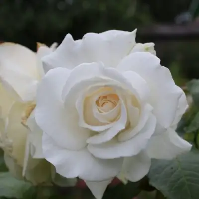 Роза АНАСТАСИЯ чайно-гибридная в Гомеле