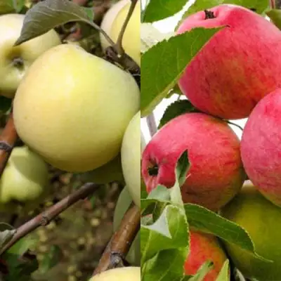 Комплект ЯБЛОЧНЫЙ ТАНДЕМ в Гомеле