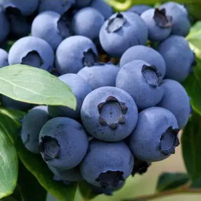 Голубика СПАРТАН в Гомеле