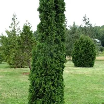 Туя ДЕГРУТ СПАЙР западная в Гомеле