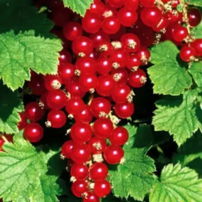 Смородина красная РЕД ЛЕЙК в Гомеле
