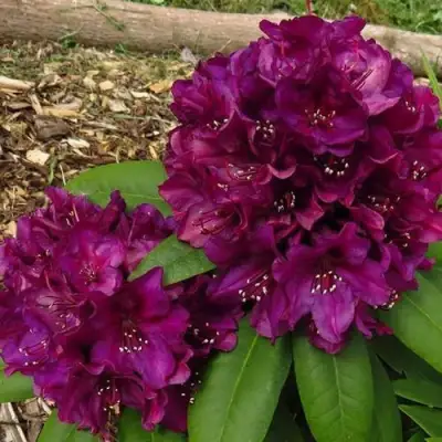 Рододендрон ПОЛАРНАХТ в Гомеле