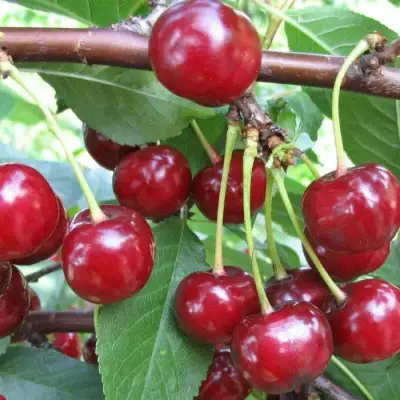 Вишня ТУРГЕНЕВКА в Гомеле