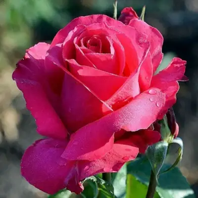 Роза ВИЕН РОУЗ чайно-гибридная в Гомеле