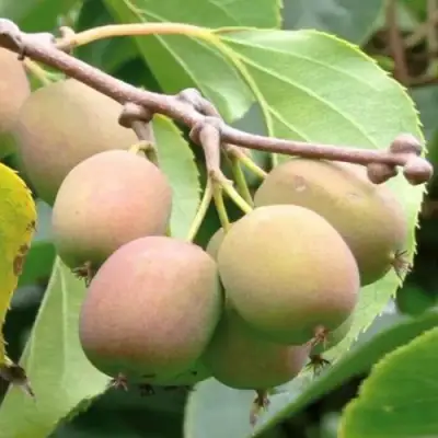 Актинидия ГИБРИДНАЯ КОЛБАСИНОЙ в Гомеле