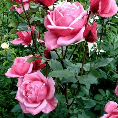 Роза ЭЙФЕЛЕВА БАШНЯ чайно-гибридная в Гомеле