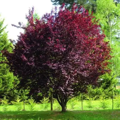 Слива НИГРА растопыреная в Гомеле