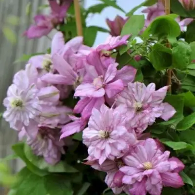 Клематис ИННОСЕНТ ГЛАНС в Гомеле