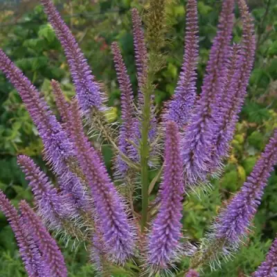 Вероникаструм ФАСЦИНЕЙШН в Гомеле