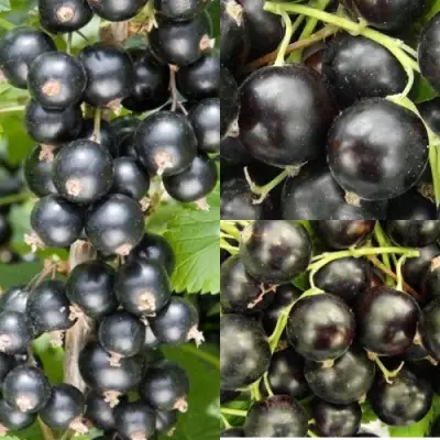 Комплект ЧЕРНАЯ СИЛА в Гомеле