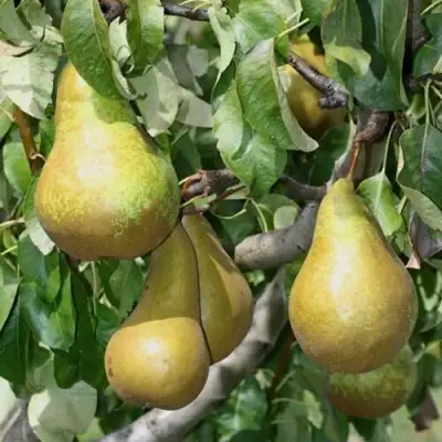 груша Сапфира