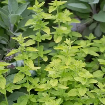 Душица ТАМБЛС ВАРИЕТИ обыкновенная в Гомеле