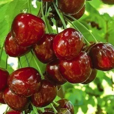 Черешня БУРЛАТ в Гомеле