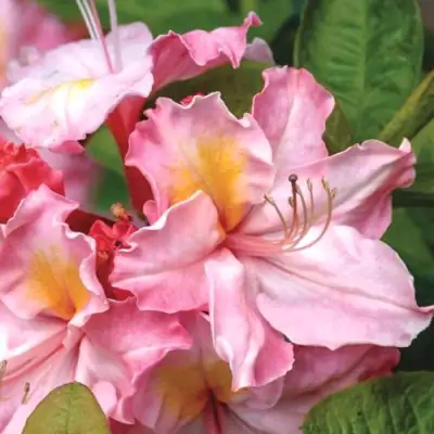 Азалия СЕССИЛЬ листопадная в Гомеле