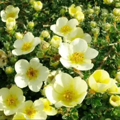 Лапчатка КЛОНДАЙК кустарниковая в Гомеле