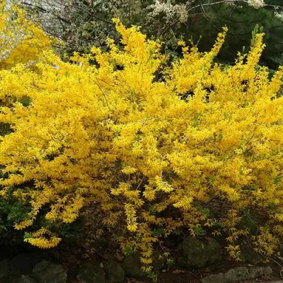 Форзиция ГОЛДЗАУБЕР средняя в Гомеле