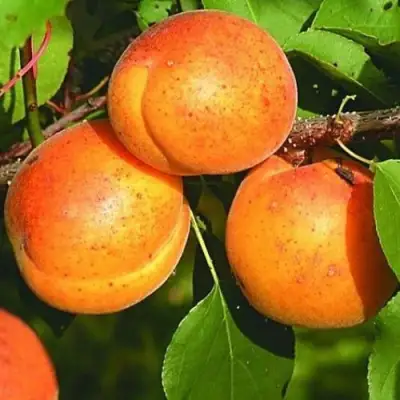 Абрикос СПАДЧЫНА в Гомеле