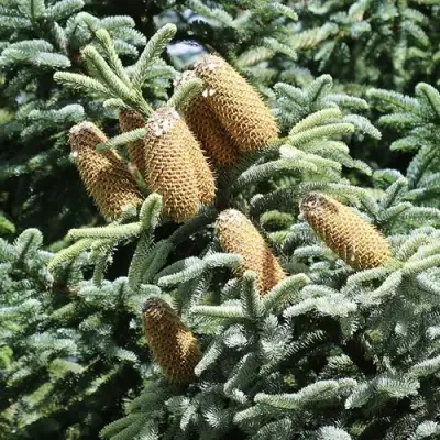Пихта благородная в Гомеле