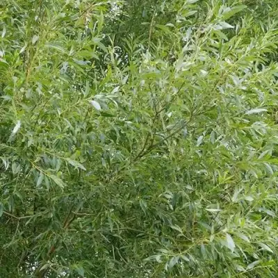 Ива ВИТЕЛЛИНА белая  в Гомеле