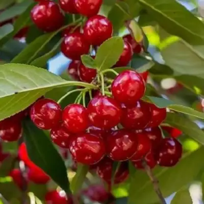 Вишня ГИРЛЯНДА в Гомеле