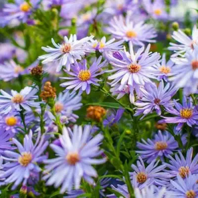 Астра ЛИТТЛ КАРЛОУ сердцелистная в Гомеле