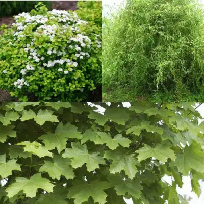 Комплект ЗЕЛЕНЫЙ ОАЗИС в Гомеле