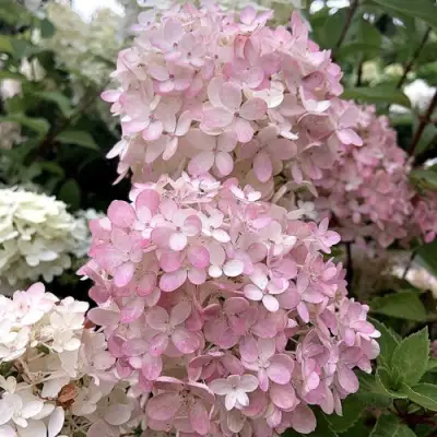 Гортензия БОМБШЕЛ метельчатая в Гомеле