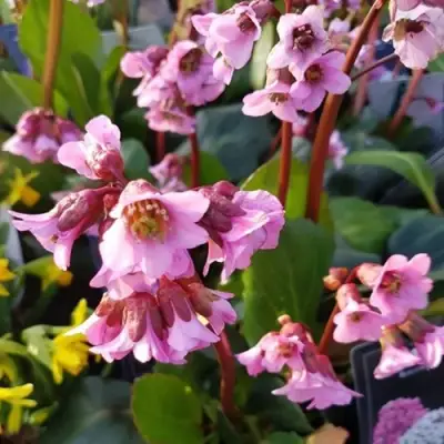 Бадан БЭБИ ДОЛЛ в Гомеле