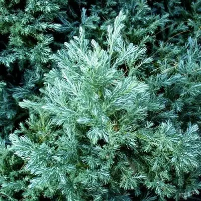 Кипарисовик БУЛЕВАРД горохоплодный в Гомеле