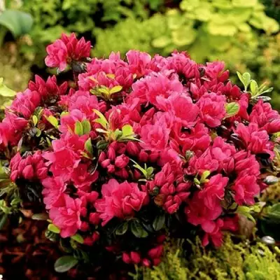 Азалия КАНЗОНЕТТА японская в Гомеле