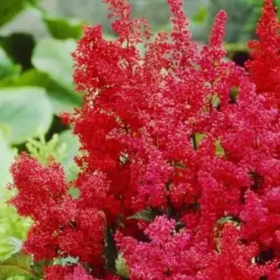 Астильба ЭТНА Арендса в Гомеле