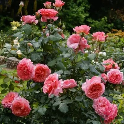 Роза ЛОРАН КАБРОЛЬ шраб в Гомеле