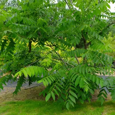 Орех МАНЬЧЖУРСКИЙ в Гомеле