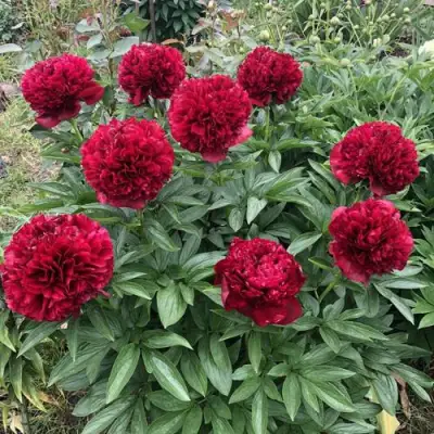 Пион ГАЛАКТИКА травянистый в Гомеле