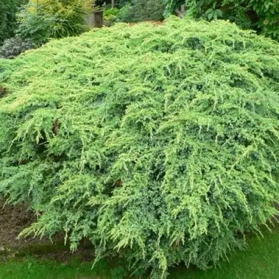 Можжевельник ХОЛГЕР чешуйчатый в Гомеле